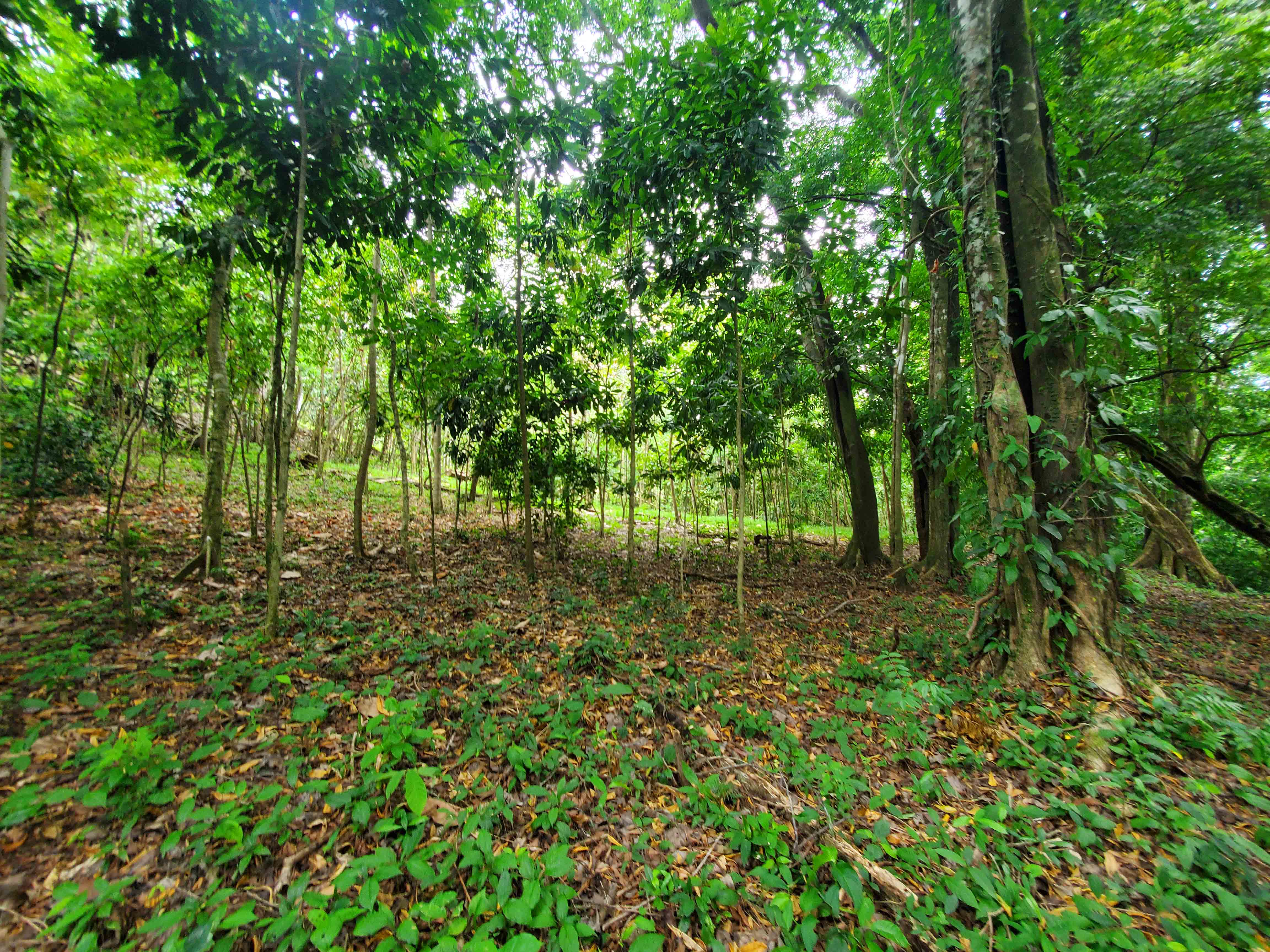 Primary jungle on the Pavones property