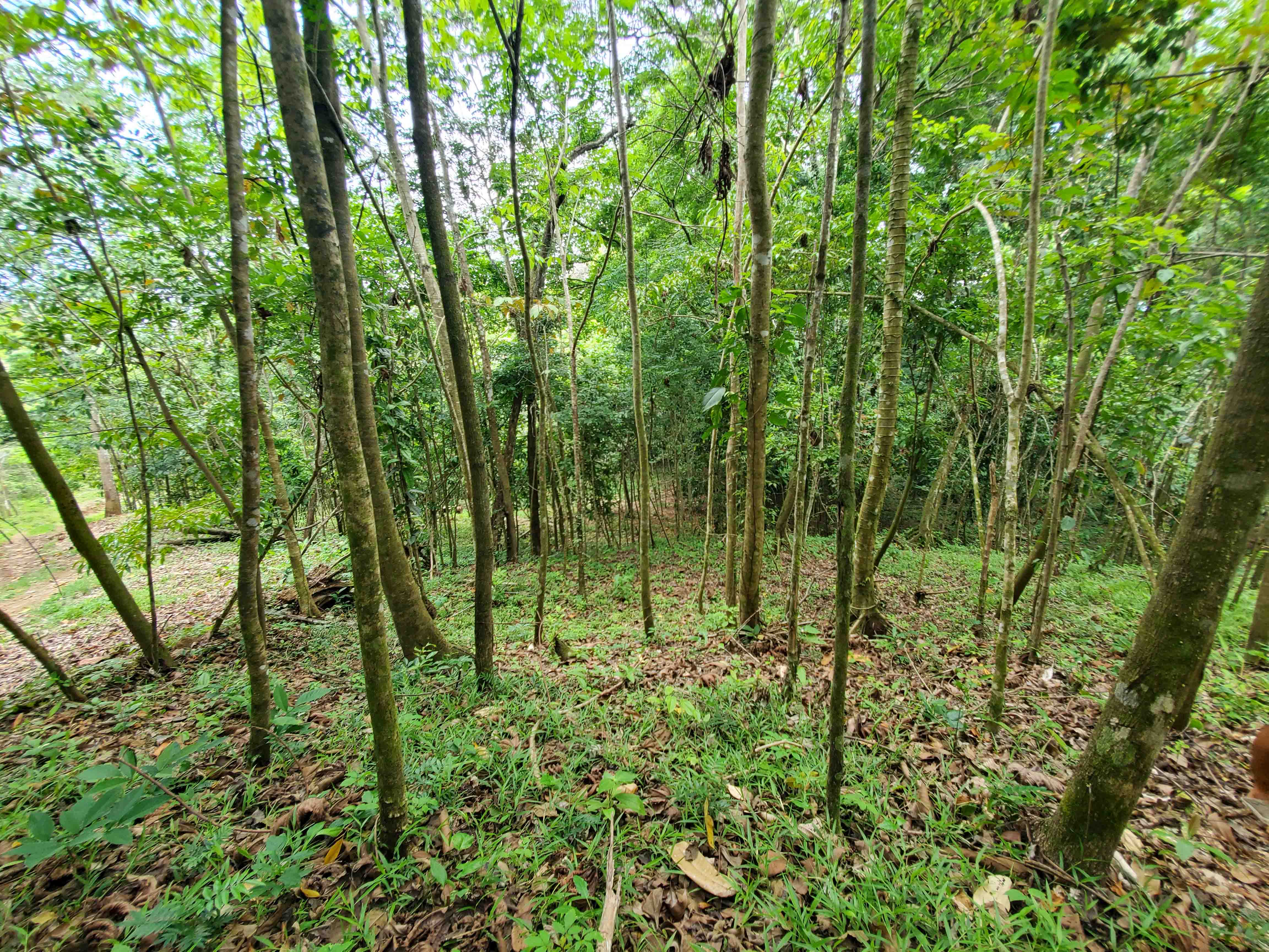 Airy forest with filtered light